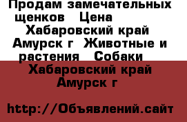 Продам замечательных щенков › Цена ­ 15 000 - Хабаровский край, Амурск г. Животные и растения » Собаки   . Хабаровский край,Амурск г.